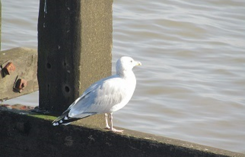 230301 2019 02 24 Herring Gull Larus argentatus Walcott sea wall