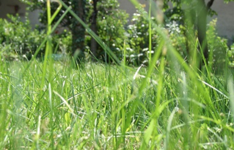 251120 Abundant Green Grass 505569483