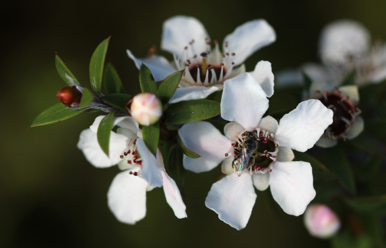 Manuka 1 5 Jun