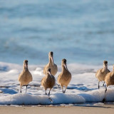 Godwits