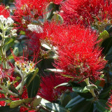 New Zealand Christmas Tree Metrosideros excelsa red flowers ... 46368966612